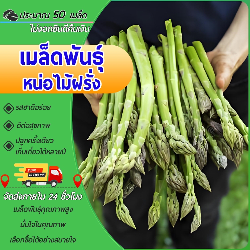 หน่อไม้ฝรั่ง เมล็ดพันธุ์หน่อไม้ฝรั่ง50 เมล็ด พันธุ์ดี งอกง่าย โตไว พุ่มใหญ่ ทานอร่อย