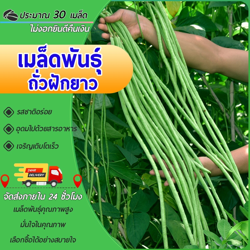 30 เมล็ด เมล็ดพันธุ์ถั่วฝักยาวพันธุ์ดก ยาว70-90 ชม.