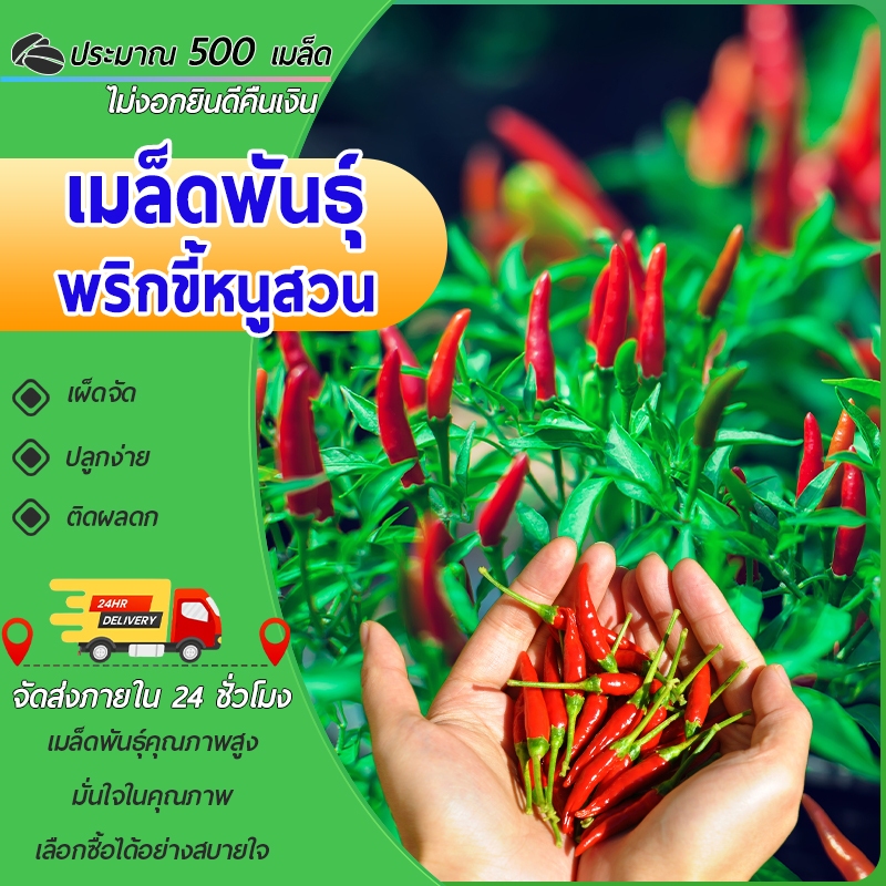 500 เมล็ด เมล็ดพันธุ์ พริกขี้หนูสวน พริกขี้หนู งอกง่าย เผ็ดถึงใจ