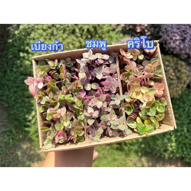 ต้นริบบิ้นชาลี กิ่งชำตัดสด หนึ่งกล่องสามสี กล่องเบอร์ 00 - รูปที่ 7