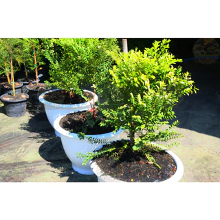 [พร้อมส่ง] ต้นล่ำซำ (Ficus microcarpa) สูง 60-70 cm ฟอร์มสวย *ราคาไม่รวมกระถาง*