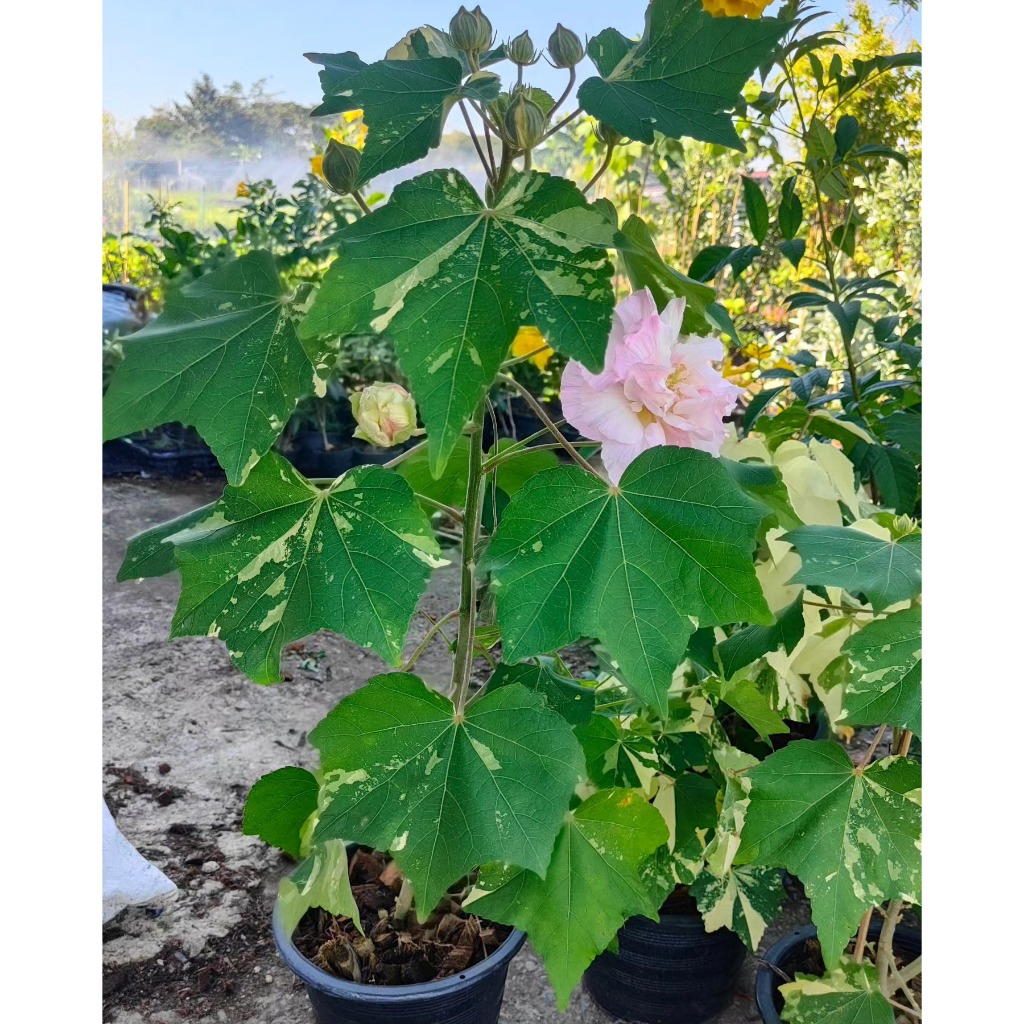 พุดตานไทยด่าง ต้นสวย กระถาง 11 นิ้ว ต้นสวย (กทม)