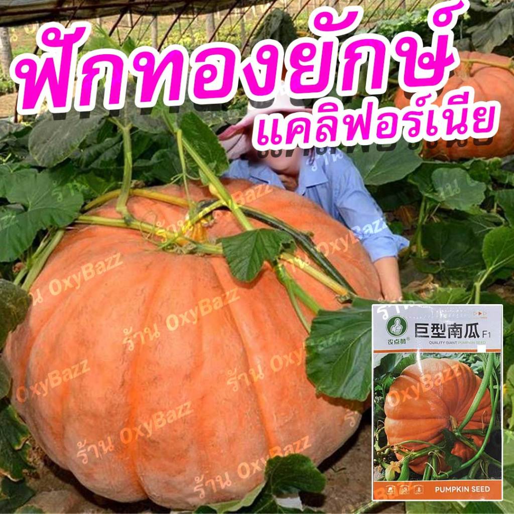 เมล็ดพันธุ์ฟักทองยักษ์ เมล็ดฟักทองยักษ์แคลิฟอร์เนีย 5เมล็ด California Giant pumpkin seeds