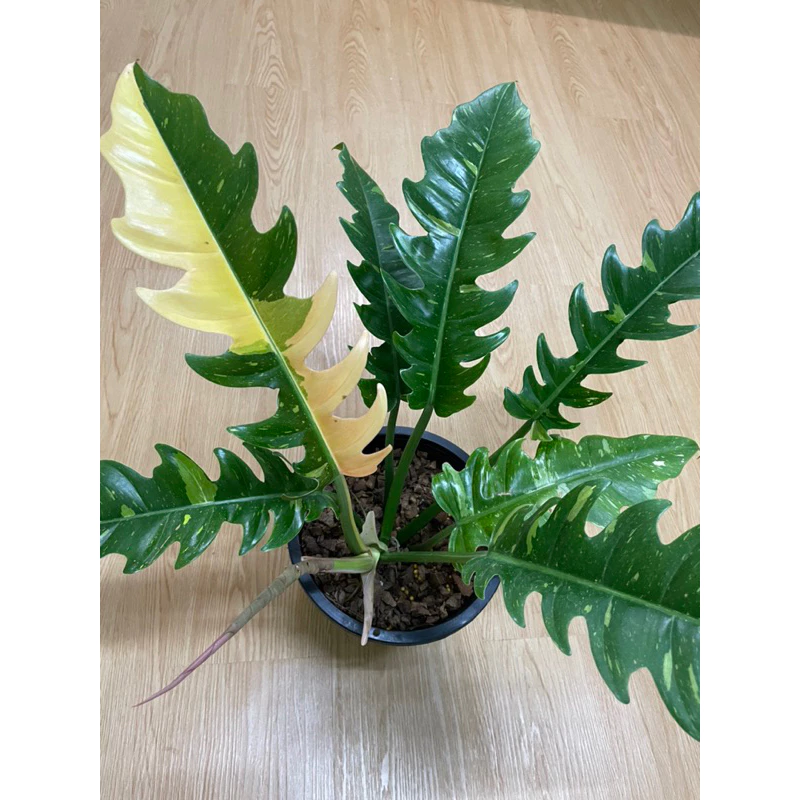 ต้นฟิโลเดนดรอนใบเลื่อยด่าง Philo.Ring of fire Variegated. ไม้ฝอกอากาศ กระถาง8”