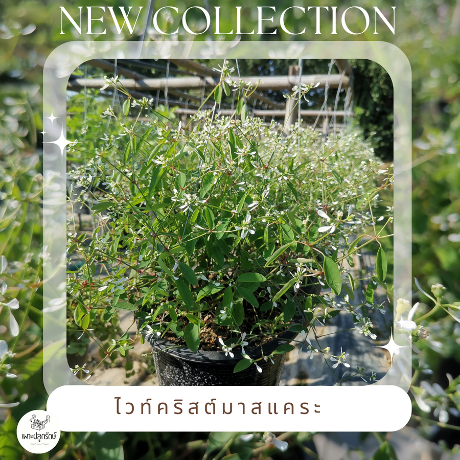 ต้นไวท์คริสมาสแคระ Euphorbia "Diamond frost" กระถาง8นิ้ว  #ไม้พุ่มเล็ก #ดอกทั้งปี