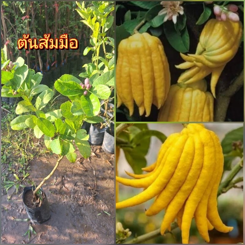 ต้นส้มมือ ภายในผลสีขาวเหมือนเปลือกส้มโอ เนื้อและเมล็ดไม่มี ผิวของผลมีน้ำมันหอมระเหย