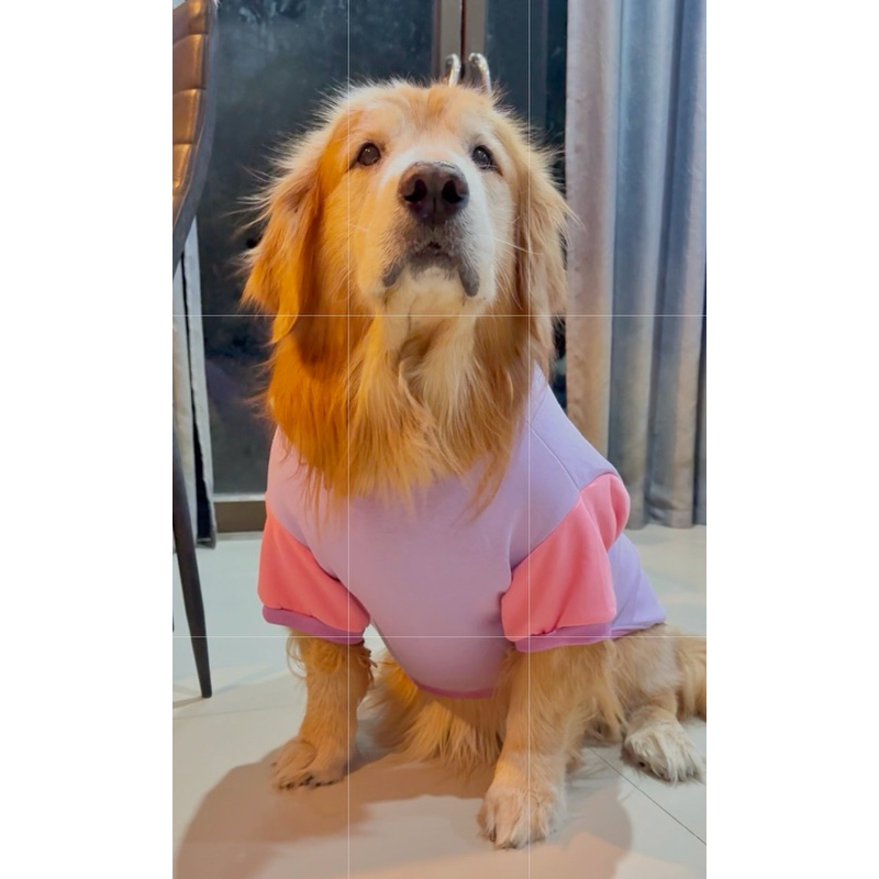 เสื้อสุนัขผ้าสำลี#เสื้อน้องหมากันหนาว#เสื้อหมา#เสื้อสุนัขพันใหญ่#เสื้อหมาอ้วน