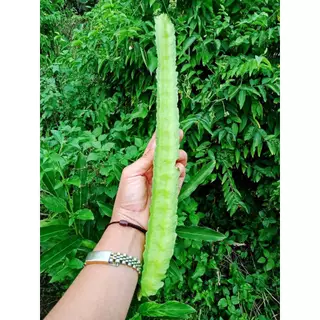 เมล็ดถั่วพูยาว 10 เมล็ด ถั่วพูยักษ์ ถั่วพูสีเขียว