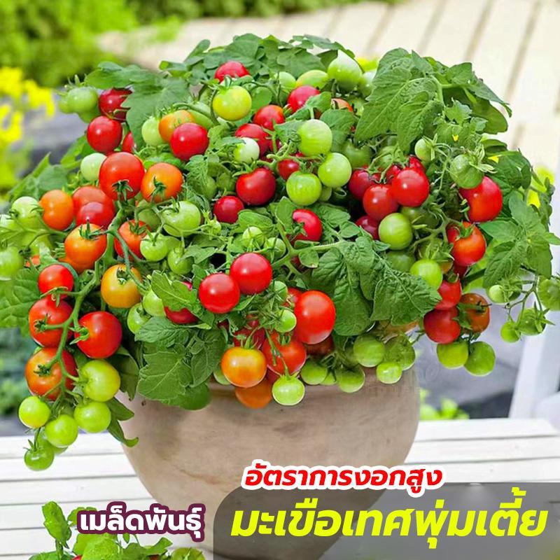 เมล็ดพันธ์ุ มะเขือเทศพุ่มเตี้ย บรรจุซองละ 50 เมล็ด – โปรปัง