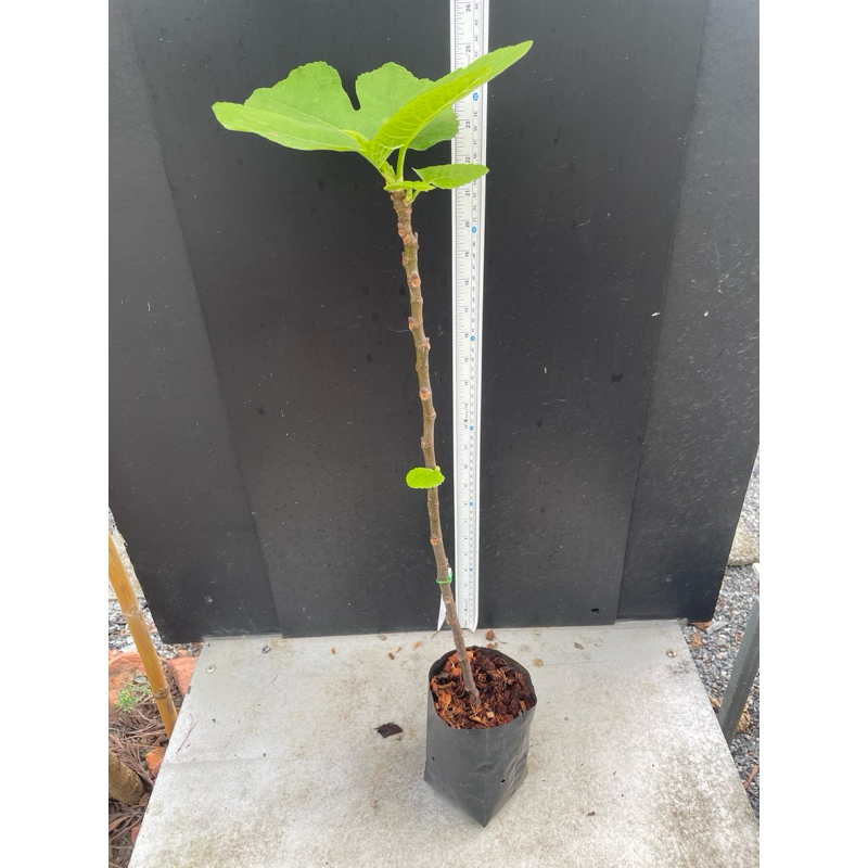 มะเดื่อฝรั่ง Fig พันธุ์ CDDB-N Coll De Dama Blanca-Negra ต้นใหญ่