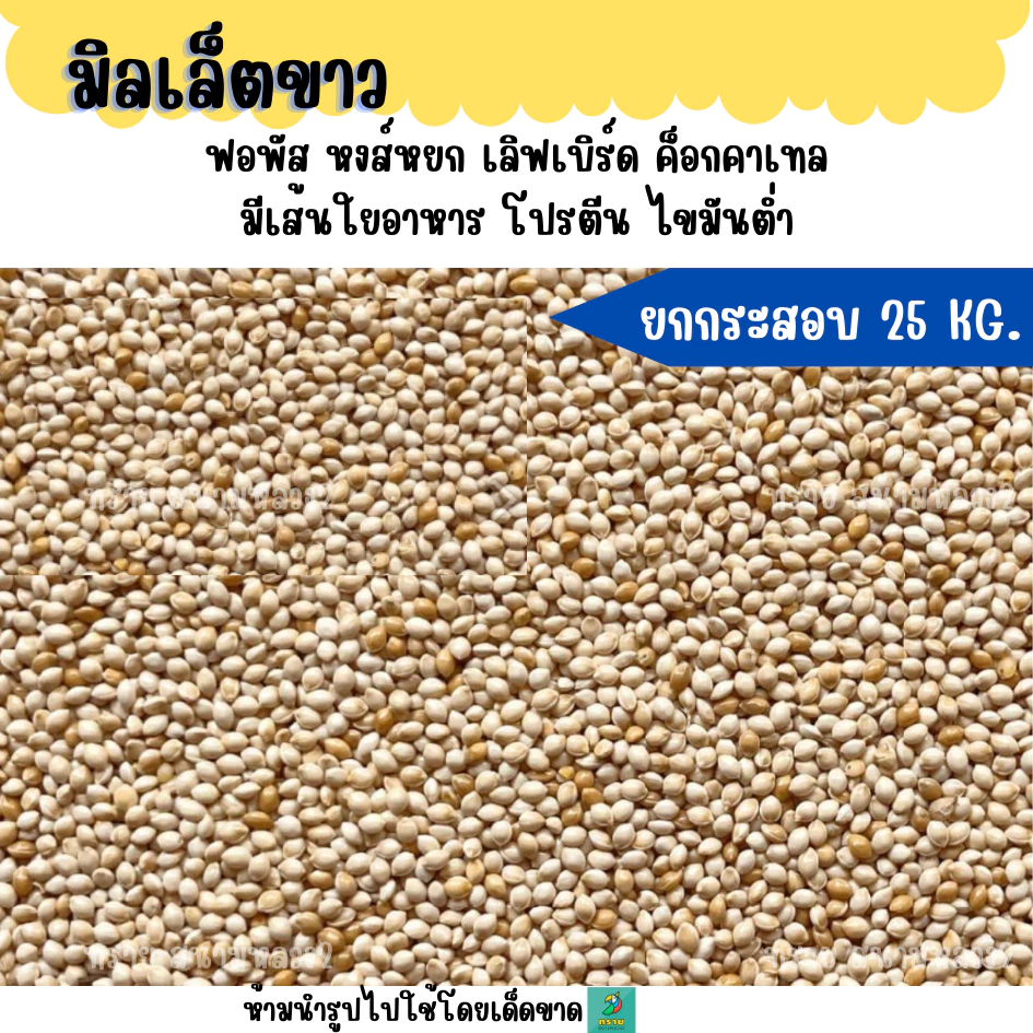 (ยกกระสอบ 25 KG.)มิลเล็ตขาว (White Millet) เกรด A อาหารนกแก้ว