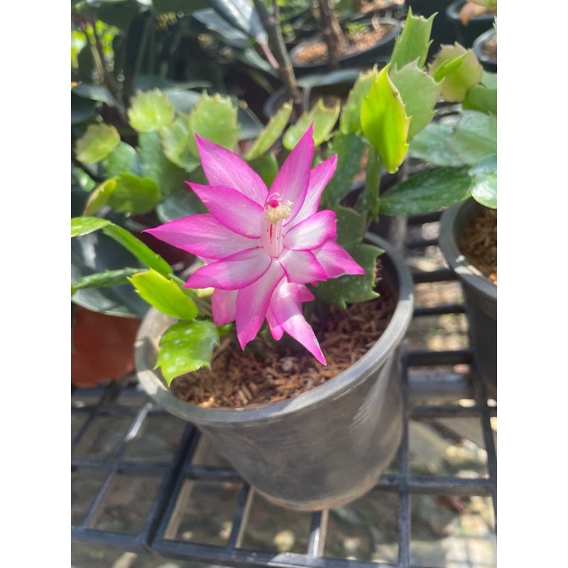 ต้นโบตั๋น ดอกสีชมพู ส่งทั้งกระถาง