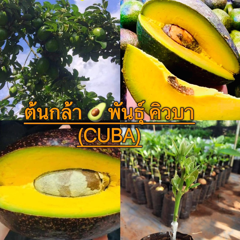 ต้นกล้า🥑พันธุ์คิวบา (CUBA)อโวคาโด้ มันหวานหอมสีเสวยน่าปลูกที่สุดตอนนี้🥑