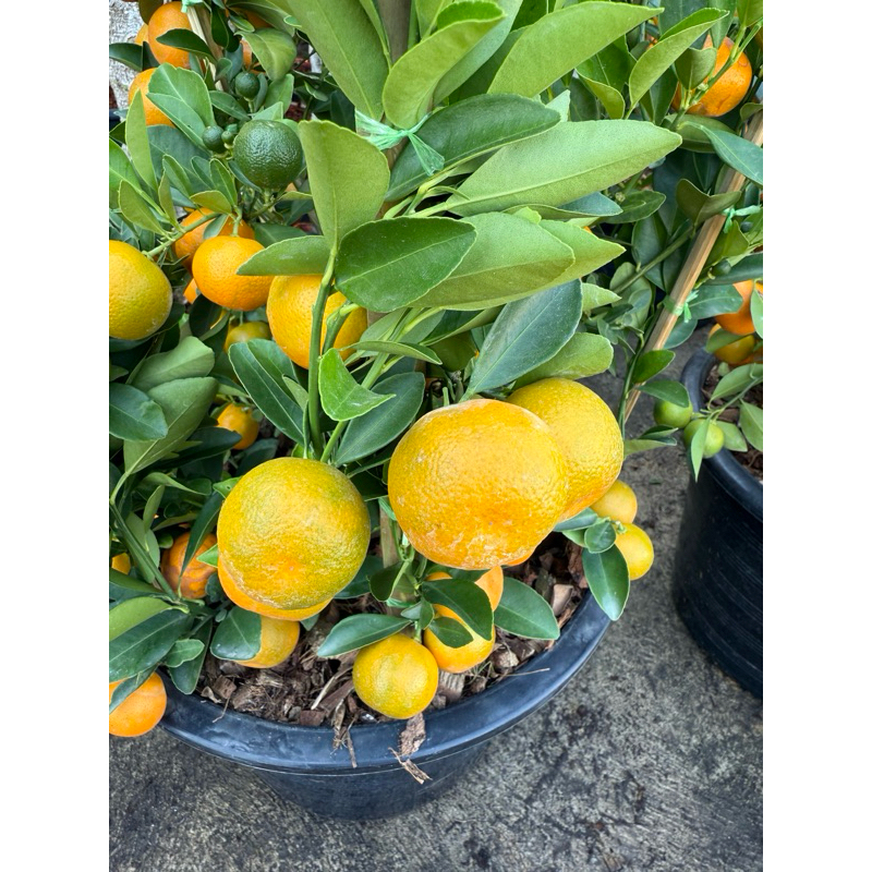 🍊ส้มจี๊ด🍊 ส้มมงคล ส้มตรุษจีน ไม้มงคล เสริมฮวงจุ้ย ส่งติดผลทุกต้น กระถาง11นิ้ว