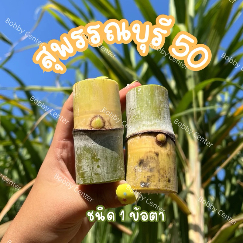[พร้อมส่ง โปรลด40%] พันธุ์อ้อยคั้นน้ำ สุพรรณบุรี50 | ศรีสำโรง 1 อ้อยอินทรีย์ อ้อยคั้นน้ำ ออแกนิค