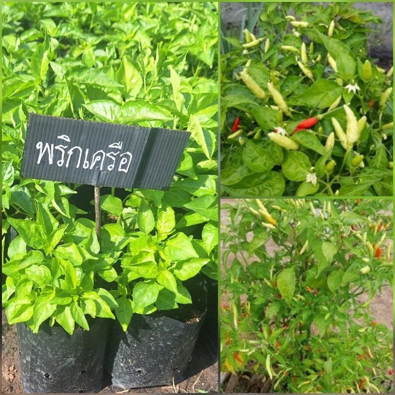 ต้นพริกเครือ พริกโบราณ น่าปลูก ปลูกแค่เดือนเดียวเก็บได้นานหลายปี