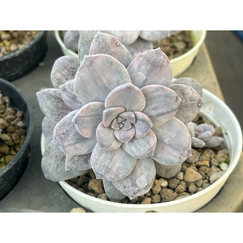 Graptopetalum Silverbum กุหลาบหินไม้อวบน้ำขนาดกระถาง 4 นิ้ว