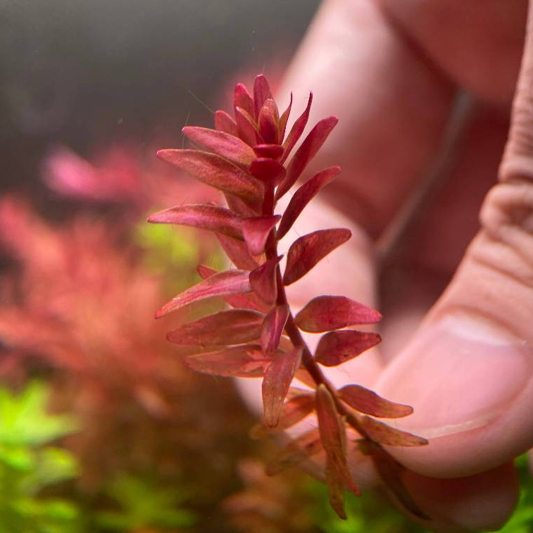 Rotala Macrandra Mini Pink มินิพิงค์