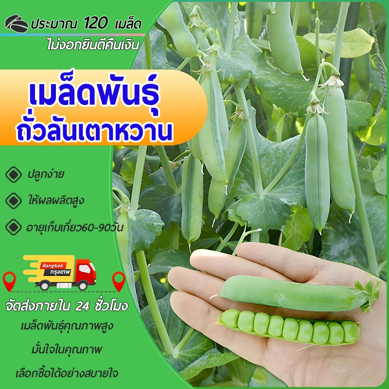 120 เมล็ดเมล็ดพันธุ์ถั่วลันเตาหวาน เมล็ดผัก ถั่วลันเตาหวานเมล็ดถั่วPea Seedเมล็ดถั่วแขก ปลูกง่าย
