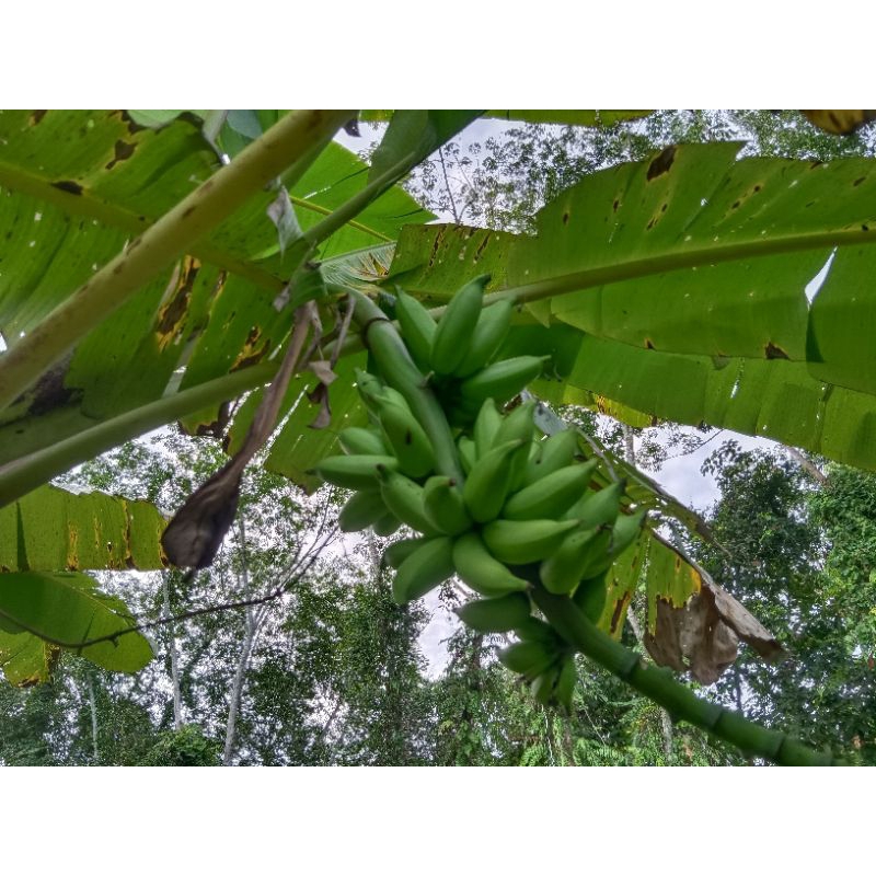 หน่อกล้วยทองเงย/กล้วยสายพันธุ์โบราณหาทานยาก - รูปที่ 3