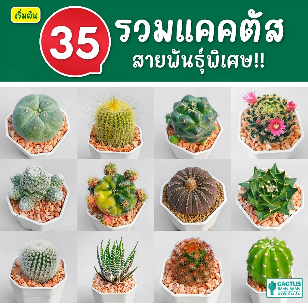 แคคตัส กระบองเพชรสายพันธุ์พิเศษ เริ่มต้น 35 บาท [สินค้าพร้อมส่ง]