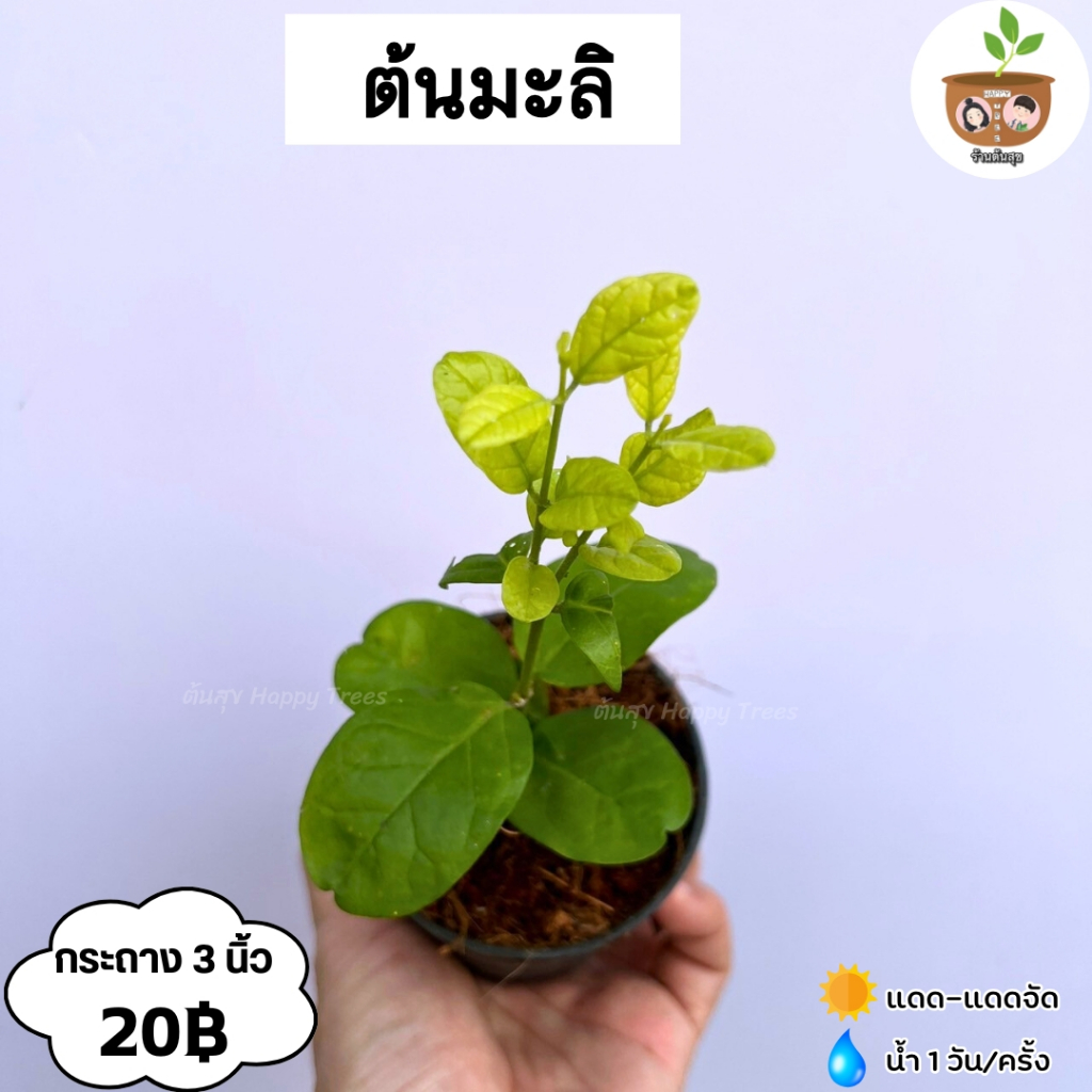 ต้นมะลิ จัดส่งที่ 2 ต้นขึ้นไป