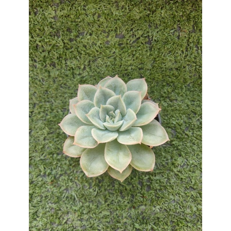กุหลาบหิน"Maxican Snow Ball" (ฟอร์มต้นเดี่ยว) [ Echeveria "Maxican Snow Ball "] ไม้ในกระถาง2"