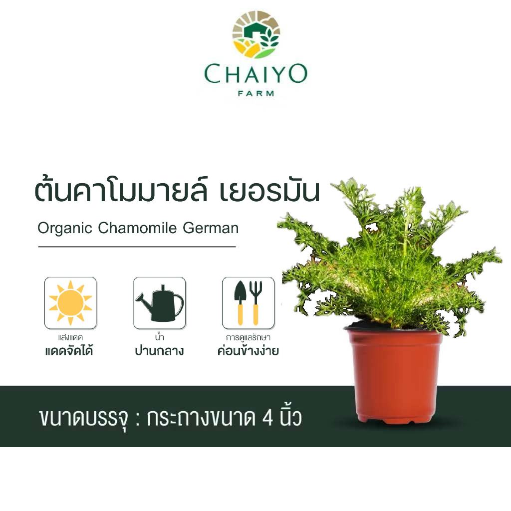 ต้นคาโมมายล์ ออร์แกนิค Chamomile German (Organic) กระถาง 4 นิ้ว และ 6 นิ้ว