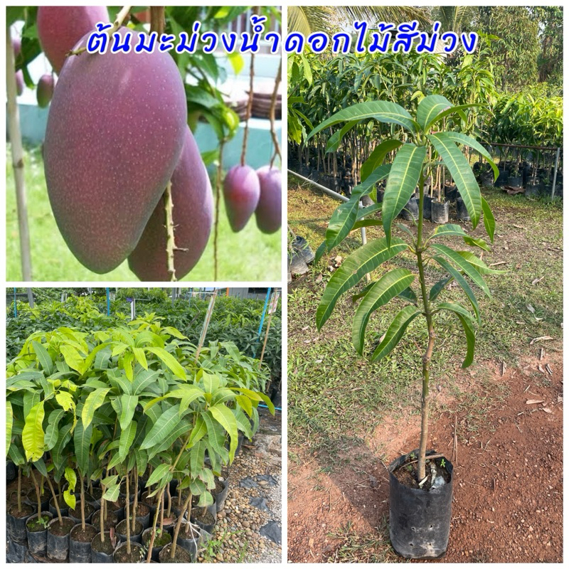 ต้นมะม่วงน้ำดอกไม้สีม่วง ผลดิบมีรสเปรี้ยว ผลสุกเนื้อเป็นสีเหลืองเข้มละเอียดไม่เละแม้สุกงอมไม่มีเสี้ยน หวาน มีกลิ่นหอม