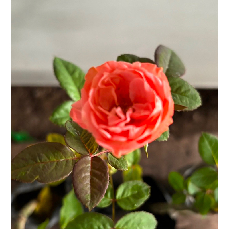 ต้นกุหลาบ ชุดสุ่มสี 4 ต้น 250 บาท ขนาดถุง 6 นิ้ว (ดอกใหญ่) มีกลิ่มหอม เป็นกิ่งติดตา สายพันธุ์ต่างประเทศ (ขายแบบสุ่มสี) - รูปที่ 7