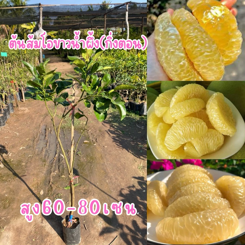 ต้นส้มโอขาวน้ำผึ้ง(กิ่งตอนต้นละ85บาท) พันธุ์ขาวน้ำผึ้ง สีเนื้อขาวอมเหลือง รสชาติหวานอมเปรี้ยว