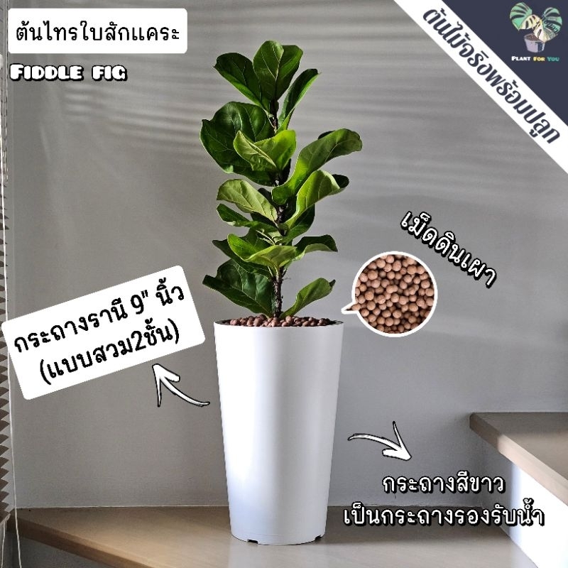 🍃ต้นไม้ฟอกอากาศ/ต้นไม้มงคล พร้อมกระถางรานี9"นิ้ว ต้นไม้หลายชนิดเลือกได้ในตัวเลือก