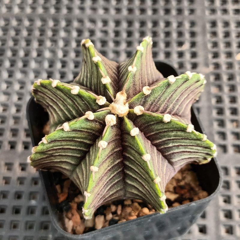 ยิมโน LB 2178แท้, Gymnocalycium LB 2178, กระบองเพชร, แคคตัสสวยๆ