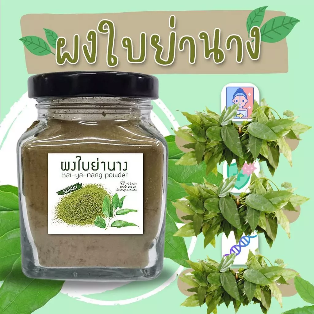 ผงใบย่านาง บดละเอียด ใบย่านางผง 100% คลอโรฟิลล์จากธรรมชาติ (กระปุก) 60 กรัม ใช้ใส่แกงหน่อไม้หรือชงดื่ม (กระปุก)