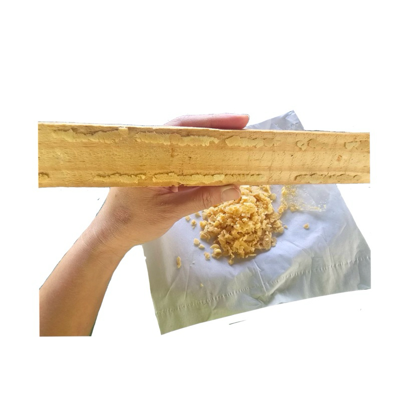 ไข่หนอน BSF แมลงโปรตีน BSF Black Soldier Fly