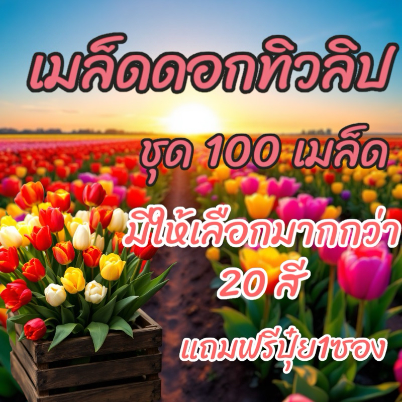 🌷ดอกทิวลิปสีพิเศษแท้ ชุด100 เมล็ด🌷แถมฟรีปุ๋ย เร่งสีเร่งดอก มีให้เลือกถึง 20 สี  รับประกันสายพันธุ์ เมล็ดดอกทิวลิป ดอกไม้