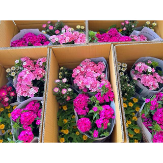 มัดรวมดอกไม้กินได้ แบบถุง หลากหลายชนิด💐💐