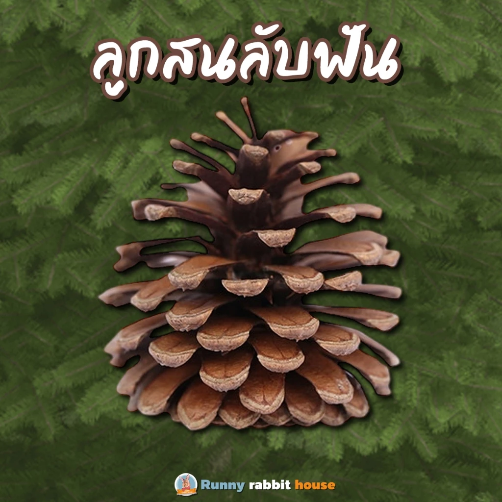 Runny RH ลูกสนลับฟัน สำหรับสัตว์ฟันแทะ ปลอดภัย ธรรมชาติแท้ๆ ไม่แต่งสี