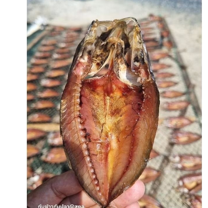 ปลาทูปลาทูแขกแดดเดียว.ทำจากชาวประมงสดใหม่