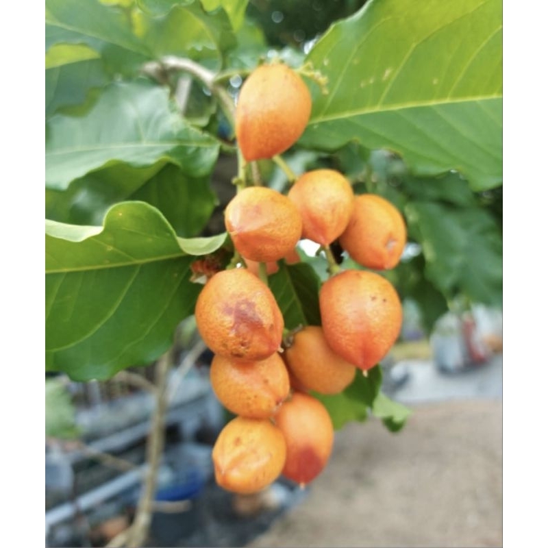 ต้นพีนัทบัตเตอร์หรือต้นเนยถั่วต้นเพาะเมล็ดมีรากแก้วต้นแข็งแรงทนต่อโรคปลูก1ปีติดผล ผลสุกรสหวาน ให้ผลทั้งปีไม้ประดับทานได้ - รูปที่ 3