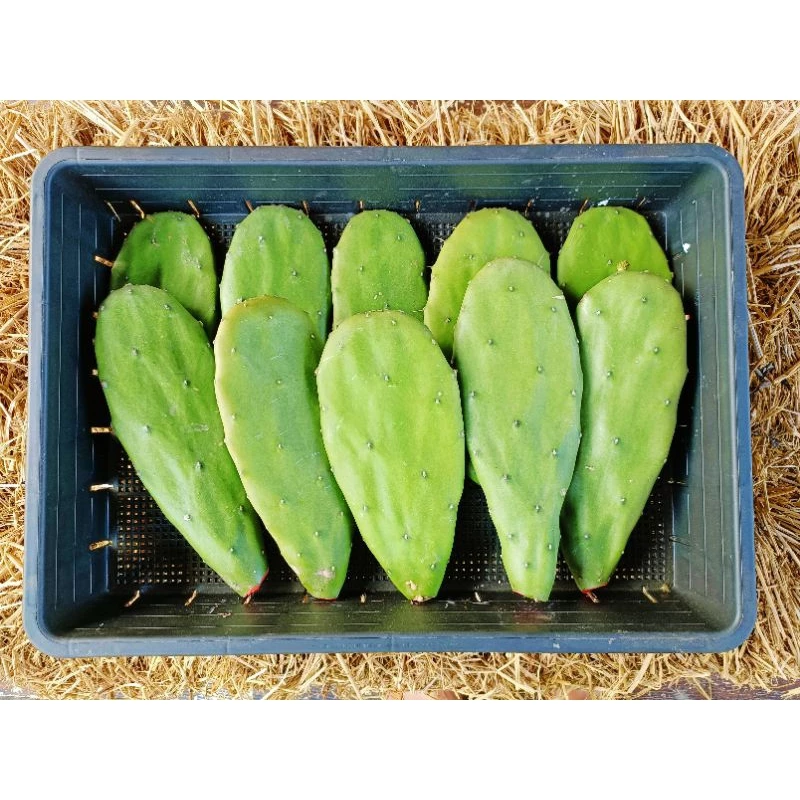 กระบองเพชรใบเสมา Opuntia cochenillifera มีแถม คัดใบหนาใหญ่ตัดสดป้ายน้ำยากันเชื้อรา โอพันเทียหูกระต่าย มิกกี้เม้า opuntia