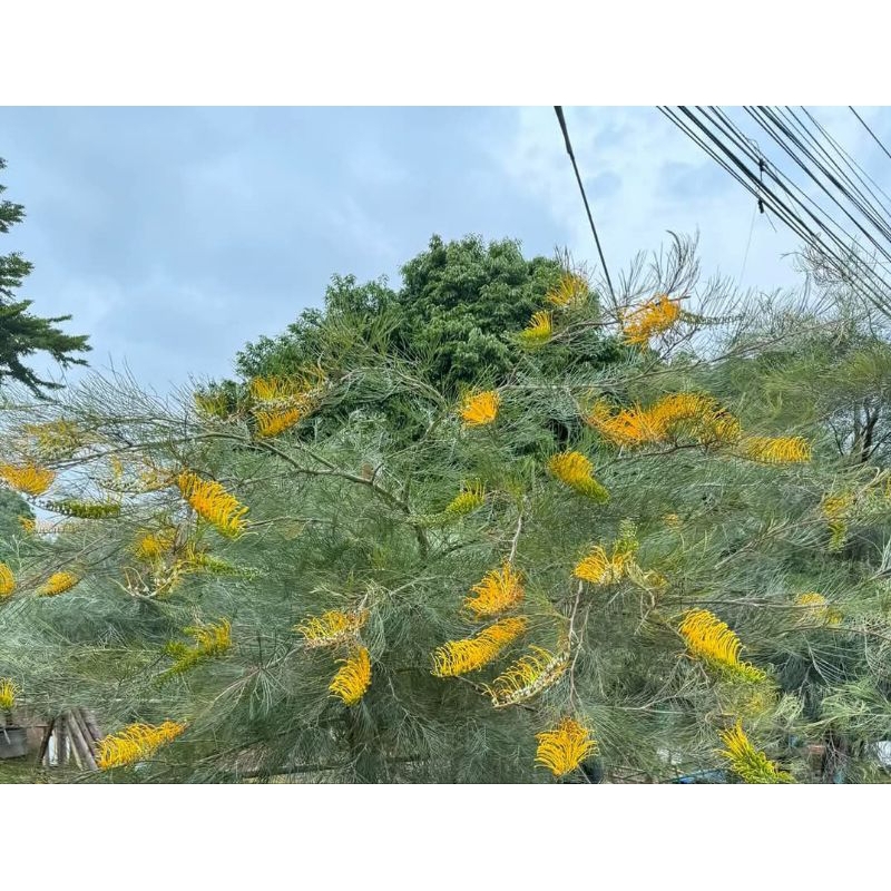 ต้นสนเกรวิลเลีย เหลืองเลื้อย 1เมตร กิ่งตอน