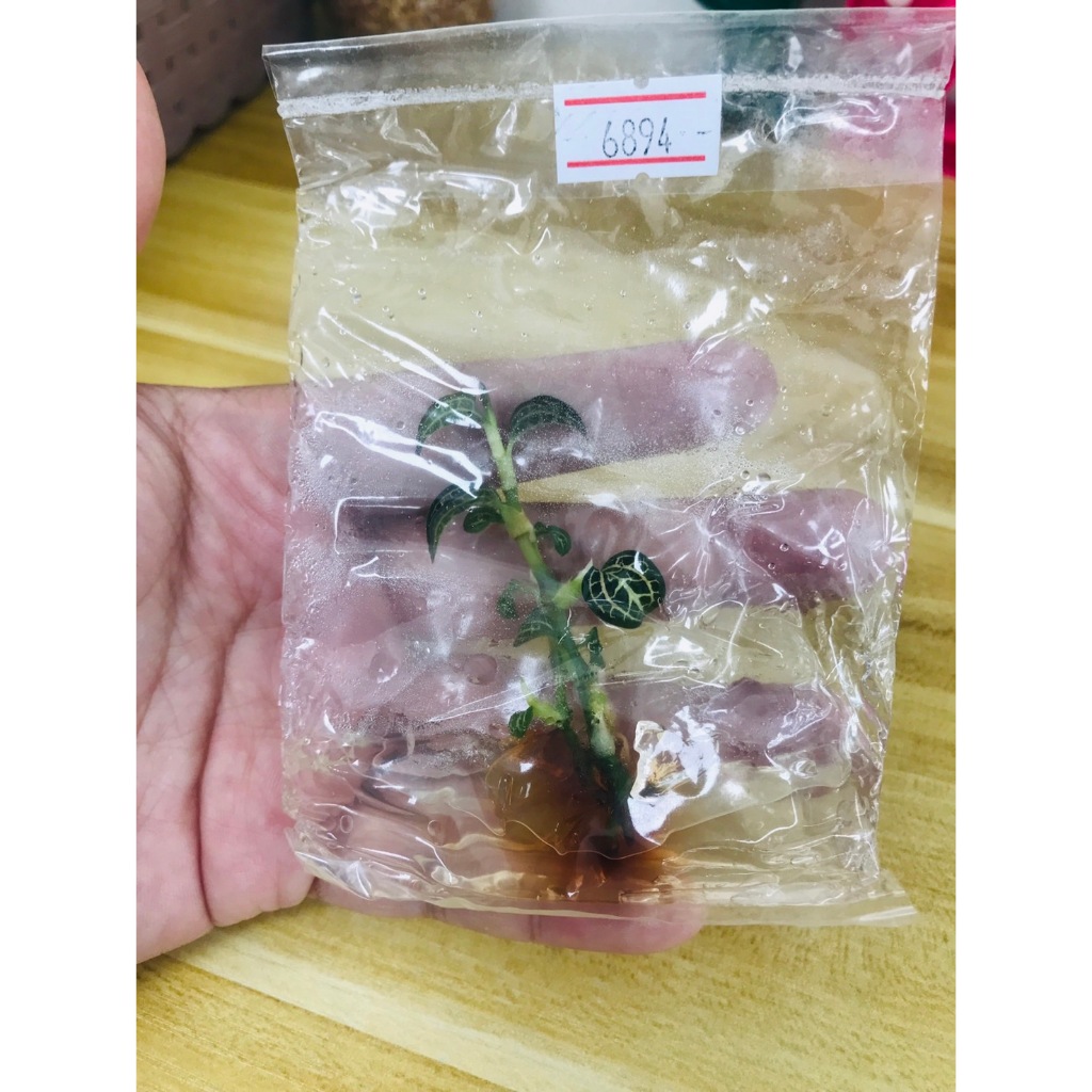 Jewel Orchid กล้วยไม้ดิน ถุง 1 ต้น  (Anoectochilus Formosanus)