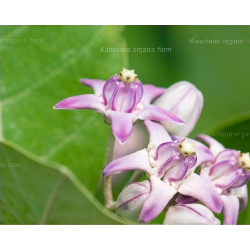 ดอกรักเก็บสดสีม่วง/สีขาวบรรจุ 250กรัม
