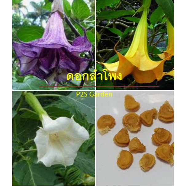 เมล็ด ลำโพงม่วง 15 เม็ด ลำโพงขาว ลำโพงเหลือง มะเขือบ้า กาสลัก
