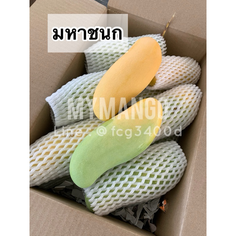 มะม่วงมหาชนก มะม่วงสุกมีกลิ่นหอมมากๆ