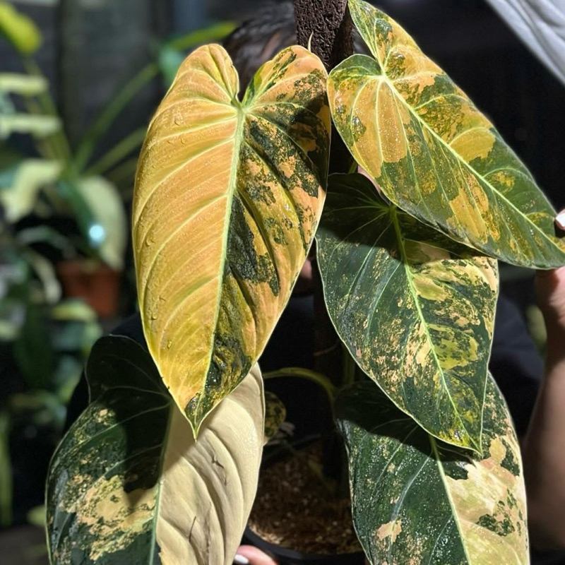 ฟิโลเดนดรอนเมลาโนไคซั่มด่าง philodendron Melanochrysum varigated