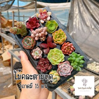 พรีออเดอร์❗ คละเซตกุหลาบหิน 15 ต้น กุหลาบหิน