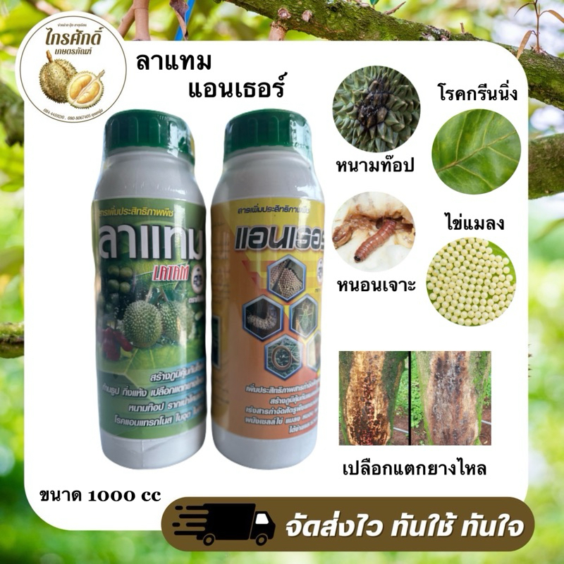ลาแทมแอนเธอร์ แท้ 💯 ซื้อคู่ถูกกว่า