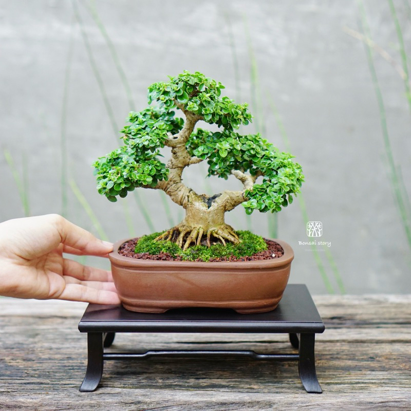 𝑩𝒐𝒏𝒔𝒂𝒊𝒔𝒕𝒐𝒓𝒚 | บอนไซเพรมน่าไต้หวัน Premna Taiwan ((พร้อมส่ง )) บอนไซจิ๋ว ยิ่งตัดพุ่มยิ่งสวย มีวิธีการดูแล+ปุ๋ย